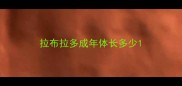 拉布拉多成年体长多少
