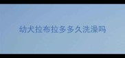幼犬拉布拉多多久洗澡吗