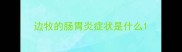边牧的肠胃炎症状是什么