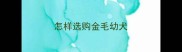 怎样选购金毛幼犬