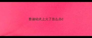 泰迪幼犬上火了怎么办