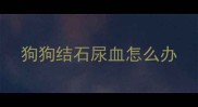 狗狗结石尿血怎么办