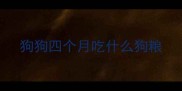 狗狗四个月吃什么狗粮