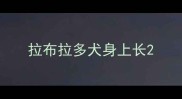 拉布拉多犬身上长