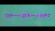边牧一只腿黑一只腿白