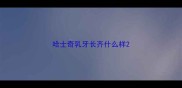 哈士奇乳牙长齐什么样