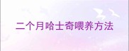 二个月哈士奇喂养方法