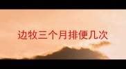 边牧三个月排便几次