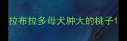 拉布拉多母犬肿大的桃子