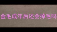 金毛成年后还会掉毛吗