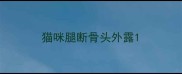 猫咪腿断骨头外露