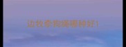 边牧牵狗绳哪种好