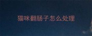 猫咪翻肠子怎么处理