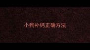 小狗补钙正确方法