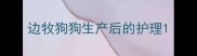 边牧狗狗生产后的护理