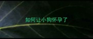 如何让小狗怀孕了