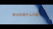 肥边牧是什么问题