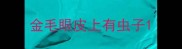 金毛眼皮上有虫子