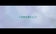 小狗喜欢睡在土上