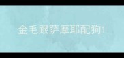 金毛跟萨摩耶配狗