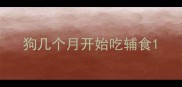 狗几个月开始吃辅食