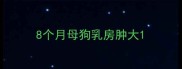 8个月母狗乳房肿大
