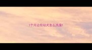 1个月边牧幼犬怎么洗澡