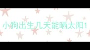 小狗出生几天能晒太阳