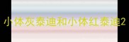 小体灰泰迪和小体红泰迪