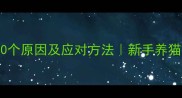 猫咪突然发怒的10个原因及应对方法新手养猫必看情绪管理指南