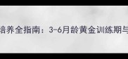 土狗看门能力培养全指南3-6月龄黄金训练期与科学养护方案