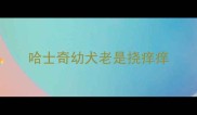 哈士奇幼犬老是挠痒痒