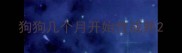 狗狗几个月开始性成熟