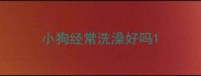 小狗经常洗澡好吗