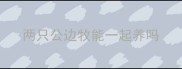 两只公边牧能一起养吗