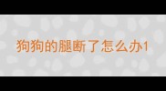 狗狗的腿断了怎么办