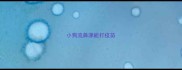 小狗流鼻涕能打疫苗