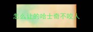 怎么让的哈士奇不咬人