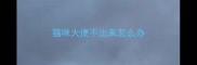 猫咪大便不出来怎么办