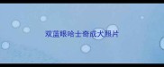 双蓝眼哈士奇成犬照片