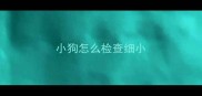 小狗怎么检查细小