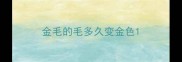 金毛的毛多久变金色