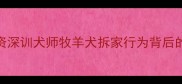 边牧为什么总爱啃鞋子资深训犬师牧羊犬拆家行为背后的六大诱因及科学应对方案
