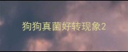 狗狗真菌好转现象