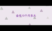 金毛10个月多大
