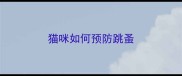 猫咪如何预防跳蚤