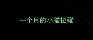 一个月的小猫拉稀