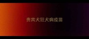 贵宾犬狂犬病疫苗