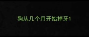 狗从几个月开始掉牙
