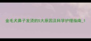 金毛犬鼻子发烫的5大原因及科学护理指南1